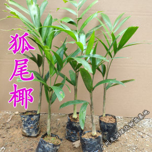 澳大利亚狐尾椰子苗四季常绿观叶植物棕榈科狐尾椰苗庭院花园盆栽