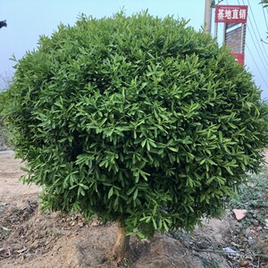 雀舌黄杨树苗名贵小叶黄杨球盆景老桩下山造型树庭院绿植耐寒植物
