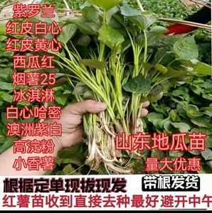 山东正宗红薯苗地瓜苗烟薯25蜜薯苗地瓜种植紫薯苗100棵包邮