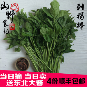 新鲜刺五加野菜
