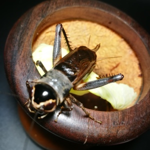 黑虫油葫芦天津