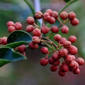 花椒苗黑胡椒树苗四季新品种白胡椒苗盆栽地栽南北方种植当年结果