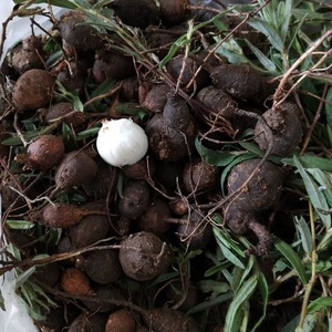 云南文山野生新鲜货鸡头薯 猪仔薯 猪仔笠 山布袋 毛瓣花 假葛薯