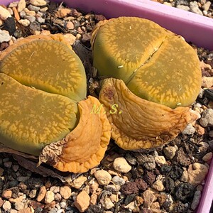 s.】黄日轮c395a 番杏生石花 多肉植物 多肉盆栽