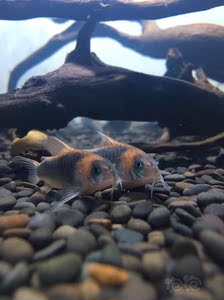 尼格罗青鼠鱼,尼青鼠,产地直回定水开食