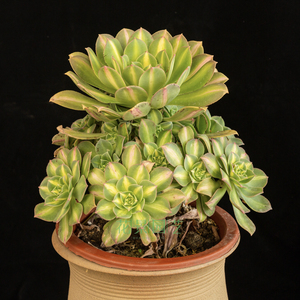 花景园艺 黄中斑法师 灿烂中斑拉丝锦多肉植物法师老桩可一物一拍