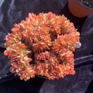 金凤凰缀化实拍发货图玉姑娘的小屋多肉植物景天科花卉控养韩货