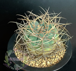 妍远仙园 光琳玉 裸鄂属 实生稀有进口仙人球 精品多肉一物一拍