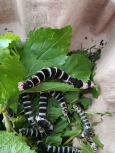 稀有蚕宝宝宠物可爱黑虎蚕卵黑虎蚕宝宝斑马野三元彩茧蚕卵蚕宝宝