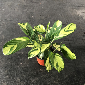 金梦油画竹芋办公室内观叶植物盆栽喜阴北欧ins网红绿植好养包邮