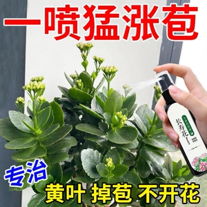 【一喷开】长寿花专用肥营养液促开花治黄叶增花蕾延花期液体肥