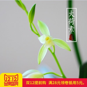 带花苞兰花苗 建兰苗 四季兰大荷素 清香办公室花卉绿植盆栽包邮