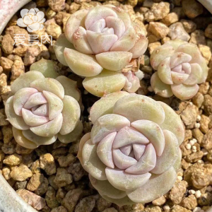 泰尼汉堡 糖心正版韩国贵货多肉植物 叶片叶插 新品多肉贵货叶子