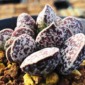 布莱恩马丁 水泡 正版贵货多肉植物 叶片叶插 新品多肉贵货叶子