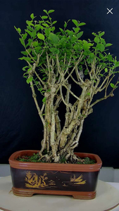 横县双瓣茉莉花老桩盆景孔雀开屏造型一物一拍庭院好养植物