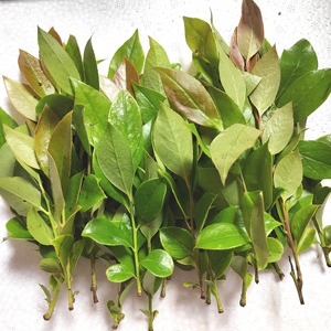 野生新鲜南烛叶乌饭叶乌树叶嫩叶乌饭树叶作乌米粽乌米饭151人付款9