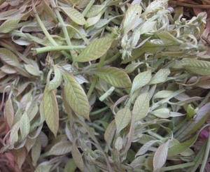 韶关特产南华茶野生甜茶六祖茶多穗石柯茶去火养生500g