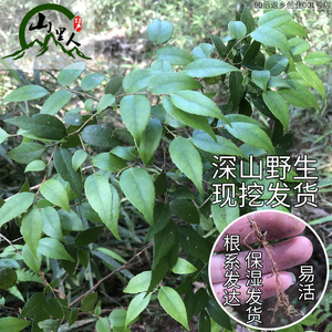 小叶乌饭树苗乌饭树大苗小苗小桩老桩下山树桩南烛树苗黑米乌米饭