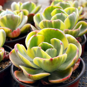 翻滚吧肉球 夕阳牡丹锦 多肉 粗桩 状态好 贵货 多肉植物