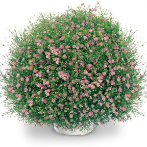 日本坂田 满天星 吉普赛(半重瓣) 粉色(集束丸化)5-50粒