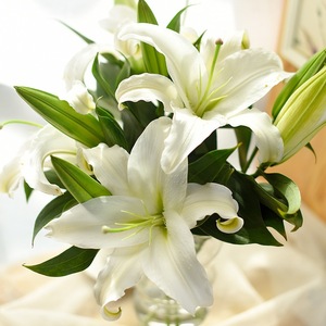白色百合香水百合西伯利亚云南鲜花基地直发家用水养婚庆节日商务