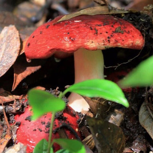 红菇新鲜野生云南500g大红菌野生菌骨朵大红菇菌新鲜野蘑菇红菌