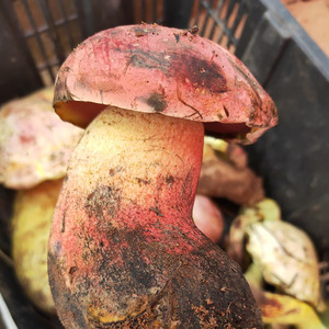 紫葱菌新鲜野生牛肝菌500g包邮云南野生菌新鲜见手青野蘑菇