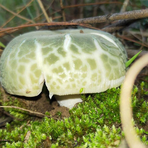 青头菌新鲜野生500g云南野生菌特级野蘑菇野生菌绿头菇