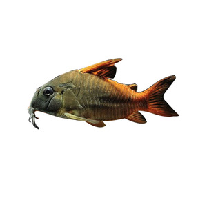 【野生鼠鱼】野生鼠鱼品牌,价格 - 阿里巴巴