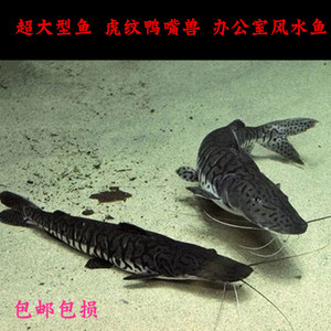 超大型办公室风水鱼 虎纹鸭嘴兽鱼活体包邮 斑纹鲨观赏鱼30cm以上