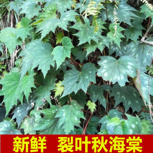生新鲜秋海棠裂叶血蜈蚣中草药500g红天葵石莲红莲红孩儿