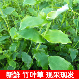 正品中草药新鲜竹叶草多穗缩箬鲜品500克竹叶草