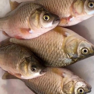 东北生鲜水产食用野生淡水小鲫鱼鲫瓜子鲜活现捞冷冻1斤装