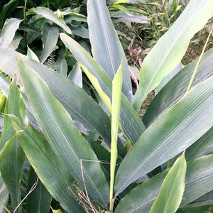 新鲜叶儿粑叶10张包邮四川宜宾特产猪儿粑鸭儿粑叶子良姜叶