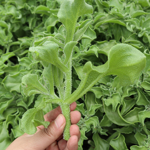 冰菜种子春夏秋阳台盆栽新鲜蔬菜种子冰草苗四季青菜种籽蔬菜种孑