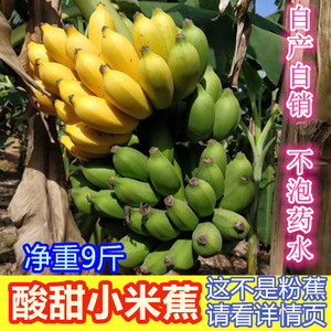 小米蕉新鲜香蕉广西小米蕉鸡蕉酸甜小米蕉芭蕉小米焦农产品5-9斤