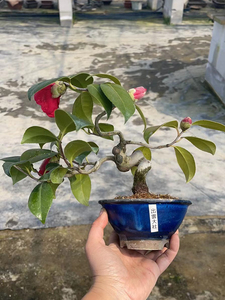 中国记忆 日本茶梅出云大社4 春季开花盆景盆栽 进口现货