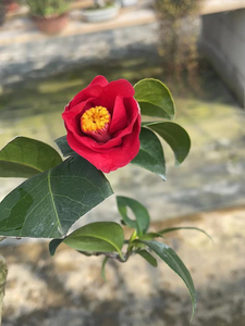 中国记忆 日本茶梅出云大社1 阳台 屋顶美观 易打理 进口现货含盆