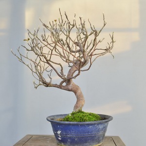 中国记忆日本姬沙罗开花结果小品盆景盆栽微型3进口现货