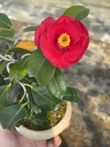 中国记忆 日本茶梅出云大社5 盆景盆栽 进口现货 含盆包邮