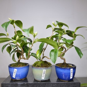 中国记忆-茶梅盆景 日本小品 (出云大社)红花 进口现货