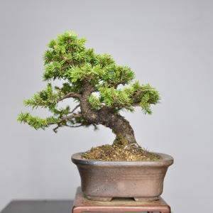 中国记忆-日本虾夷松 小品盆景 盆栽临水贵品微型进口现货