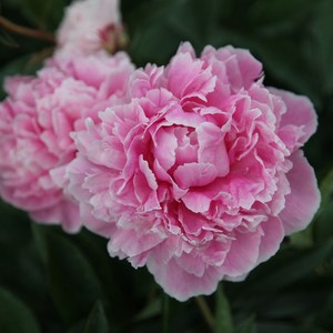 莎拉伯恩哈特(sarah bernhardt) 粉色 进口牡丹芍药红色花苗 荷兰