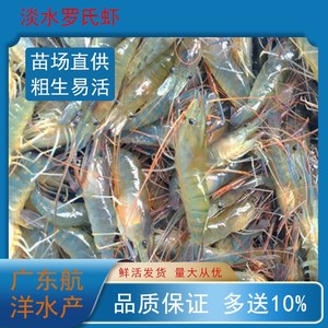 00tb511233972淘宝台湾罗氏沼虾苗 虾苗 一代虾苗  纯淡水 耐活好养