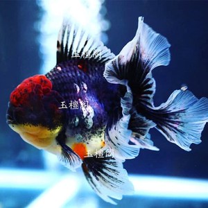 精品泰狮f1百褶裙原泰金鱼活体五花樱花麒麟鱼苗淡水冷水招财进口
