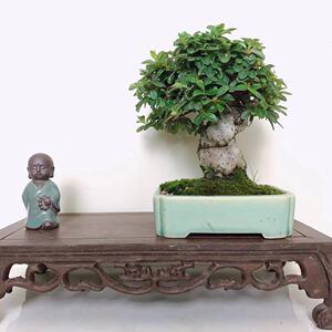 【阿美盆景】 日本小品盆景盆栽 白紫檀老桩小品盆景盆栽微型