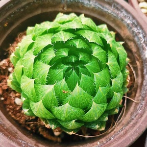 樱水晶玉露多肉小植物大颗稀有品种精品室内办公桌面防辐射萌肉肉