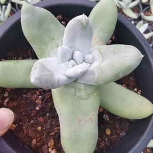 拇指仙女杯帕奇飞图仙女杯多肉一物一拍精品肉肉