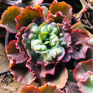 多肉植物嘉年华包菜新品贵货非舞会红裙会长疣