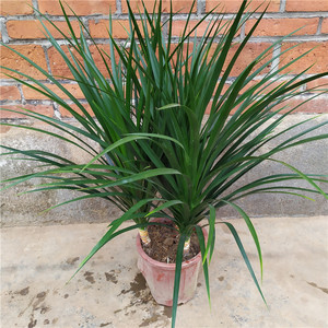 黑珍珠龙须树单头室内客厅书房摆放中大型绿植盆栽观叶植物